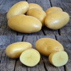 408200 AARDAPPELS 'Gourmandine' .